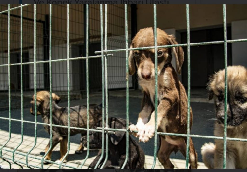 Trafikte canlıları fark edin! 