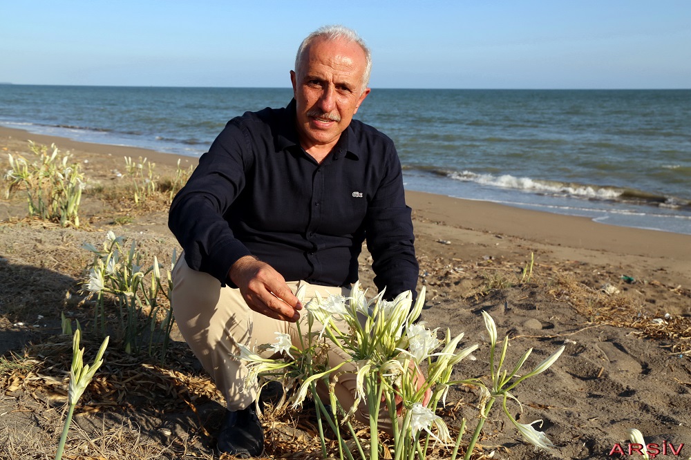 Kum zambakları belediyenin koruması altında