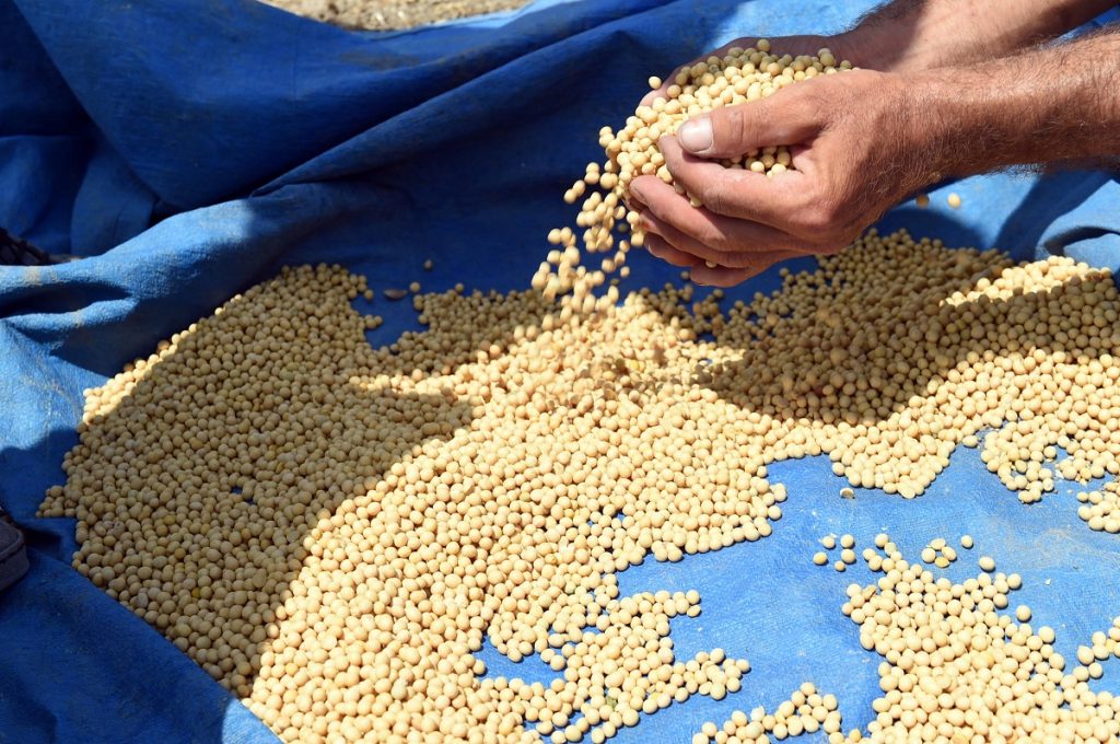 Yerli tohum atağı soya fasulyesi ekimi ile devam ediyor