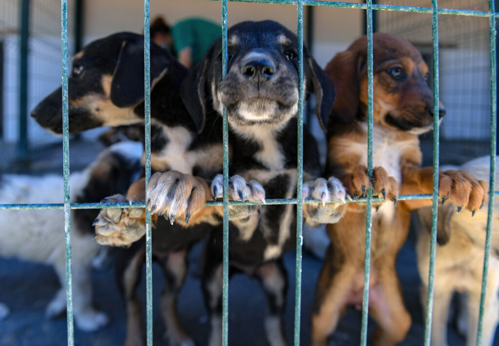 Kaşlı Geçici Hayvan Bakımevi, 1 Eylül’e kadar ziyarete kapalı olacak