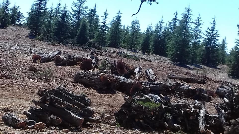 Ardıç katliamını durdurun