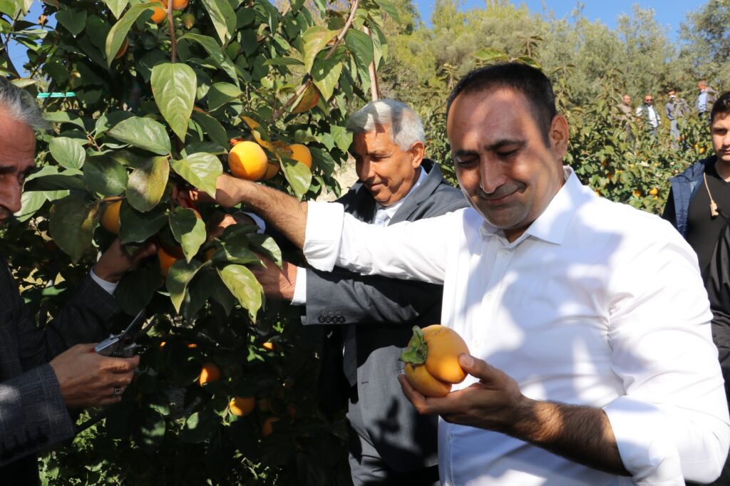 Toroslar’ın hurması Trabzon’a rakip oldu