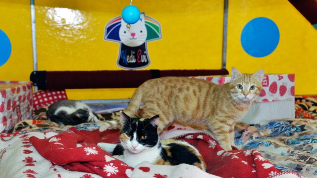 “Kedi ve köpek mamasında KDV yüzde 1’e düşmeli”