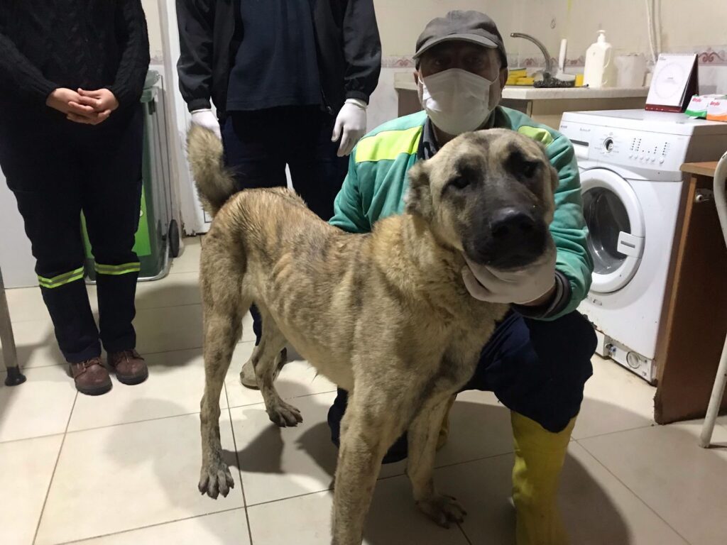 Aracın arkasına bağlanıp sürüklenmişti. Artık emin ellerde