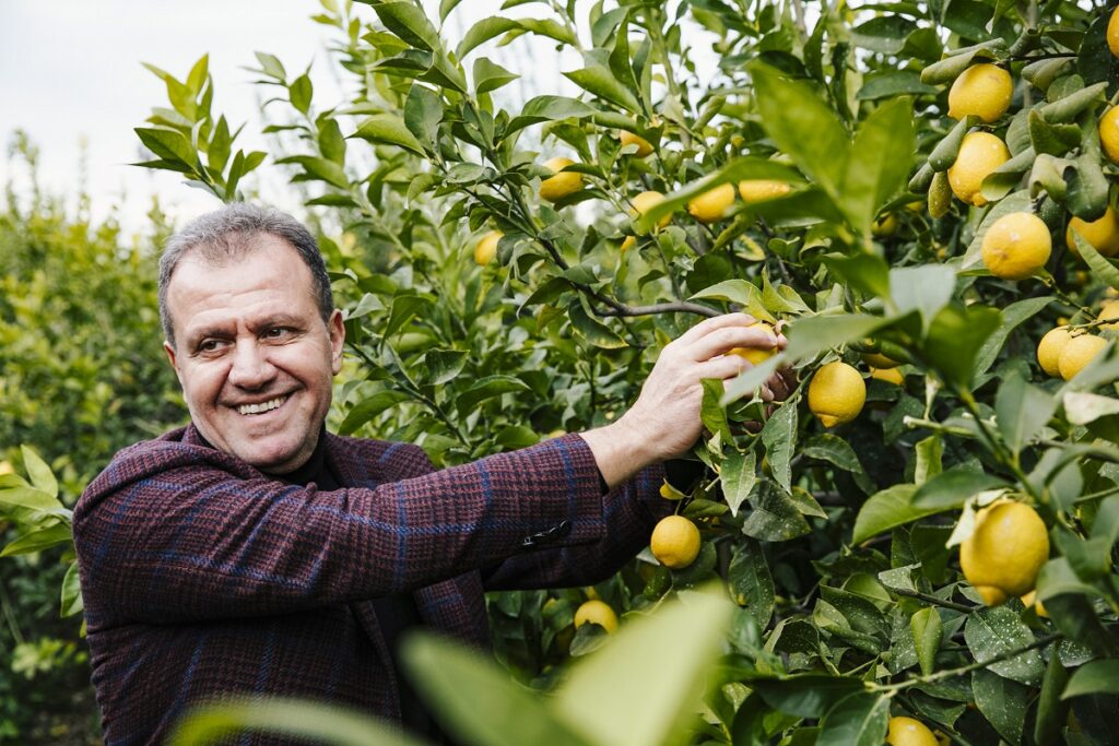 4 şehirde belediyeler Mersin limonunu ücretsiz dağıtacak