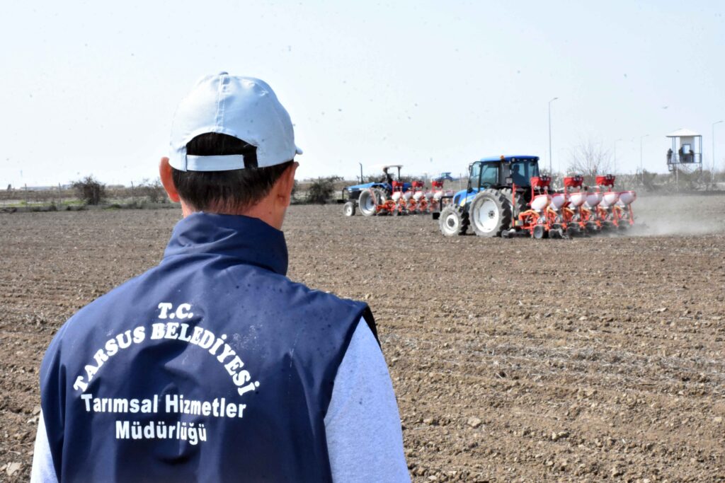 Yerli mısır yeniden tarlalarda