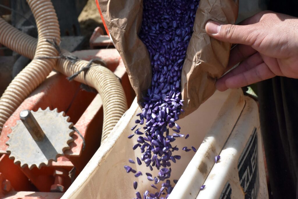 Yerli ve milli yağlık ayçiçek tohumu ekildi