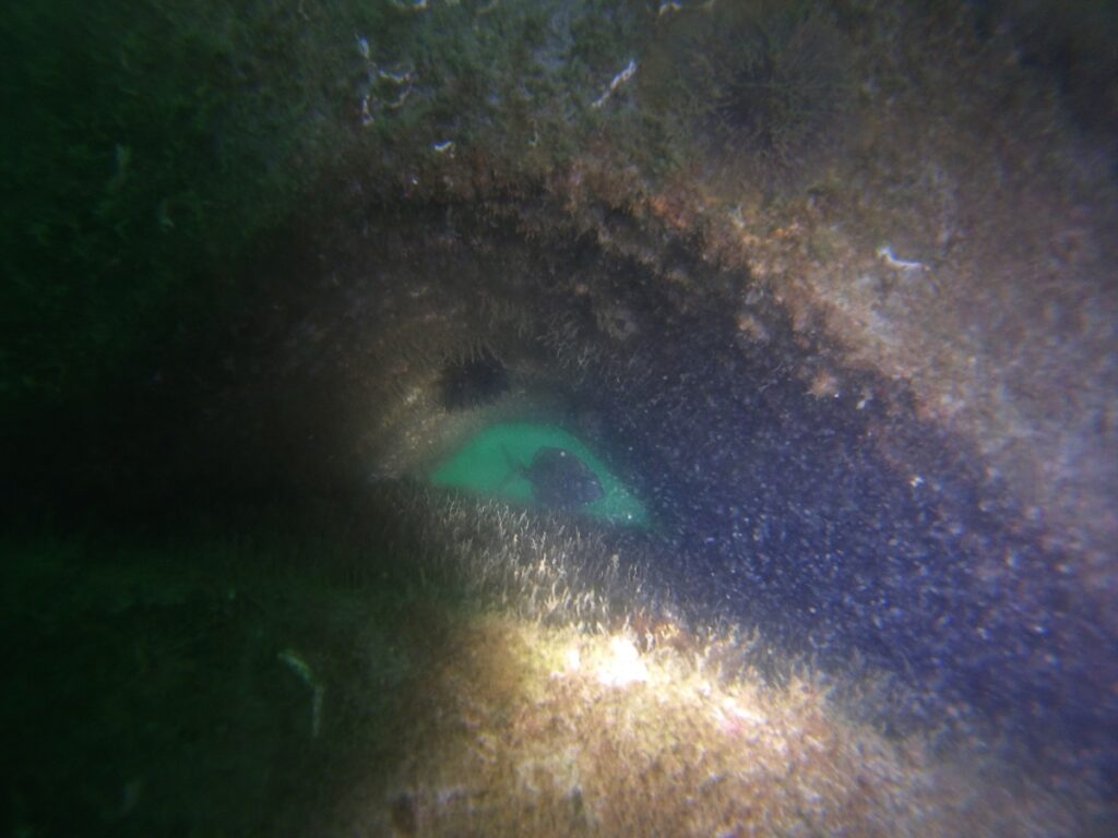 Yapay resiflerde canlı yaşamı başladı