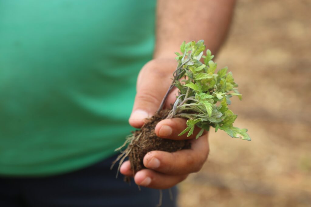“Ata tohumları” Toroslar’da hayat buluyor