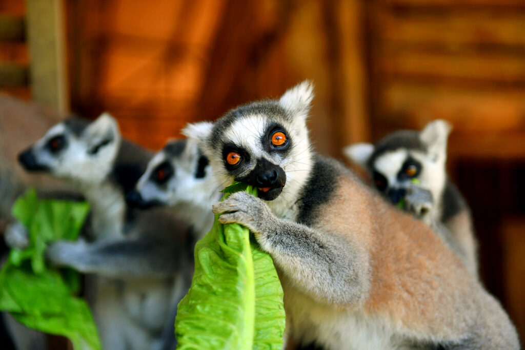 Doğa Parkında böyle serinliyorlar