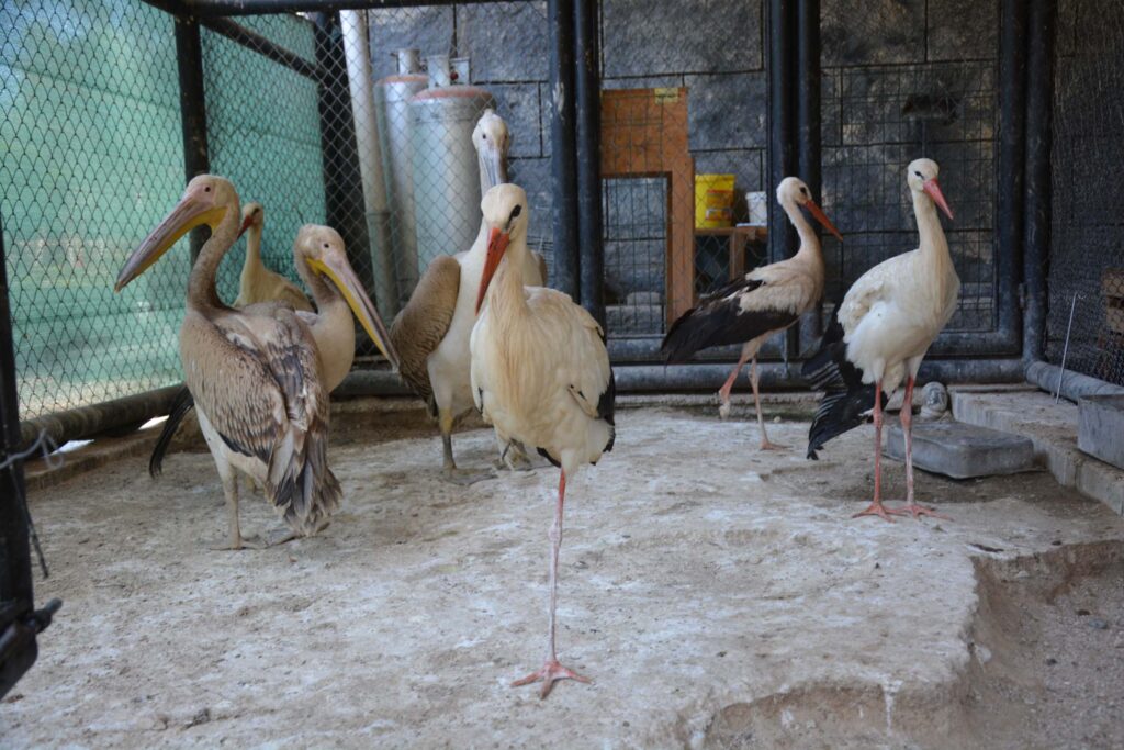 Tarsus Doğa Parkı yaban hayvanlarına merhem oluyor