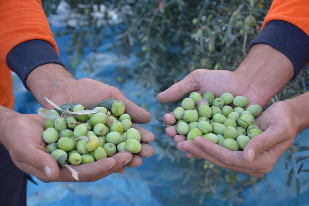 Vatandaşın zeytini vatandaşın sofrasına geliyor