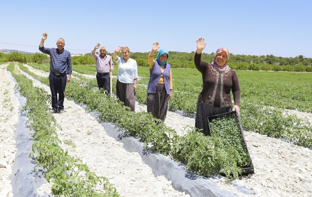 Gülnar’da 105 bin domates fidesi dağıttı