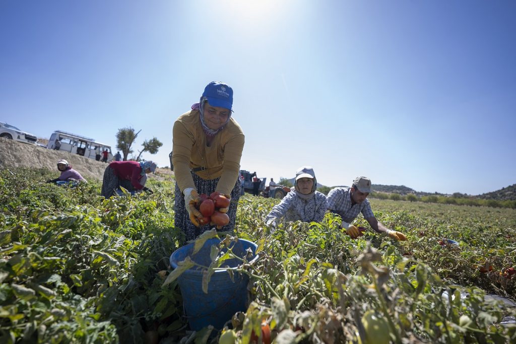 Üreticiye fide desteği