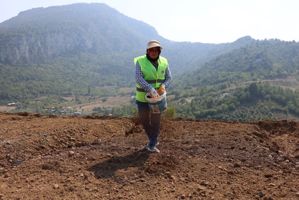 Toroslar’da safran toprakla buluştu