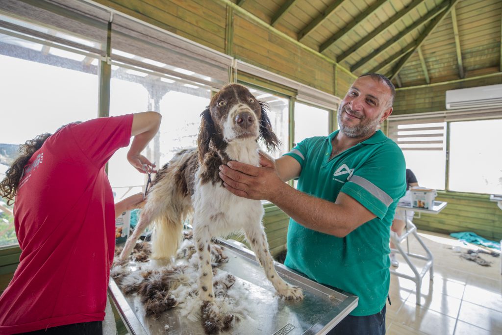 Pet kuaförler ve gönüllülerden iş birliği